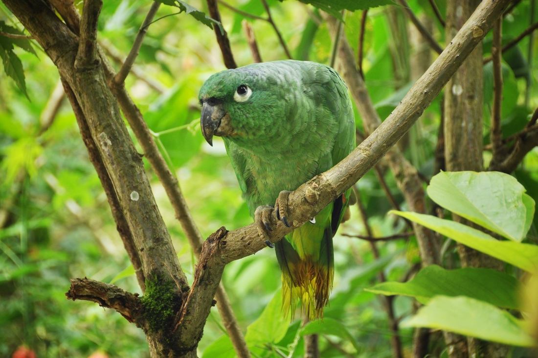 Perroquet vu à Banos