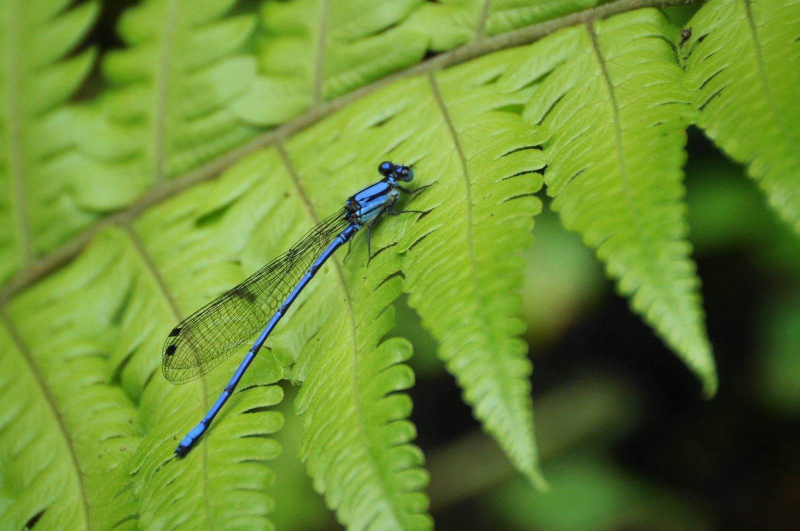 Libellule vue en Equateur