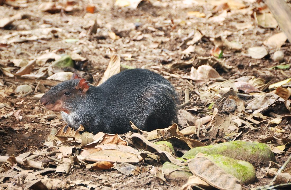 Pécari, jardin botanique de Tena, Equateur