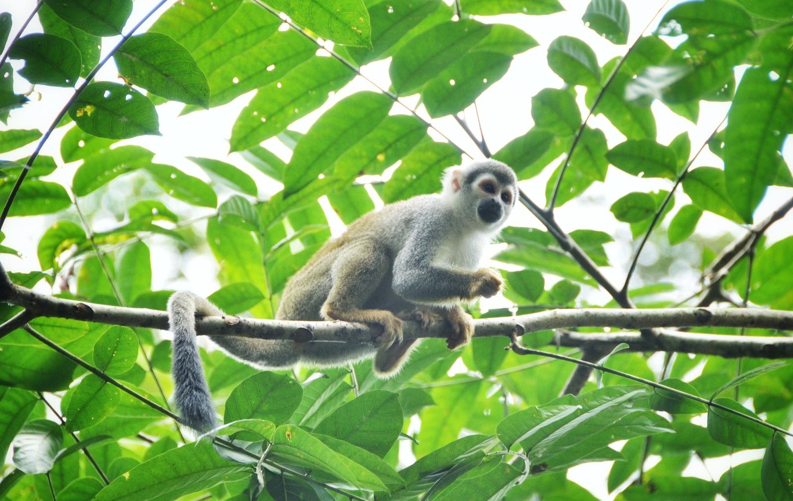 Singe dans le jardin botanique de Tena, Equateur Singe dans le jardin botanique de Tena, Equateur