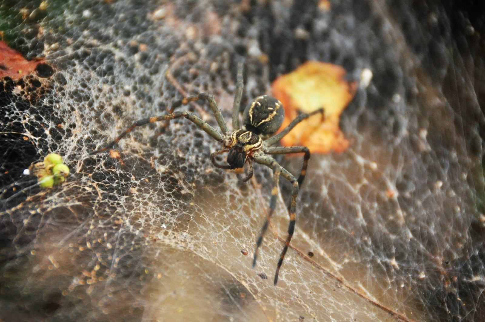 Araignée, jardin botanique de Tena, Equateur
