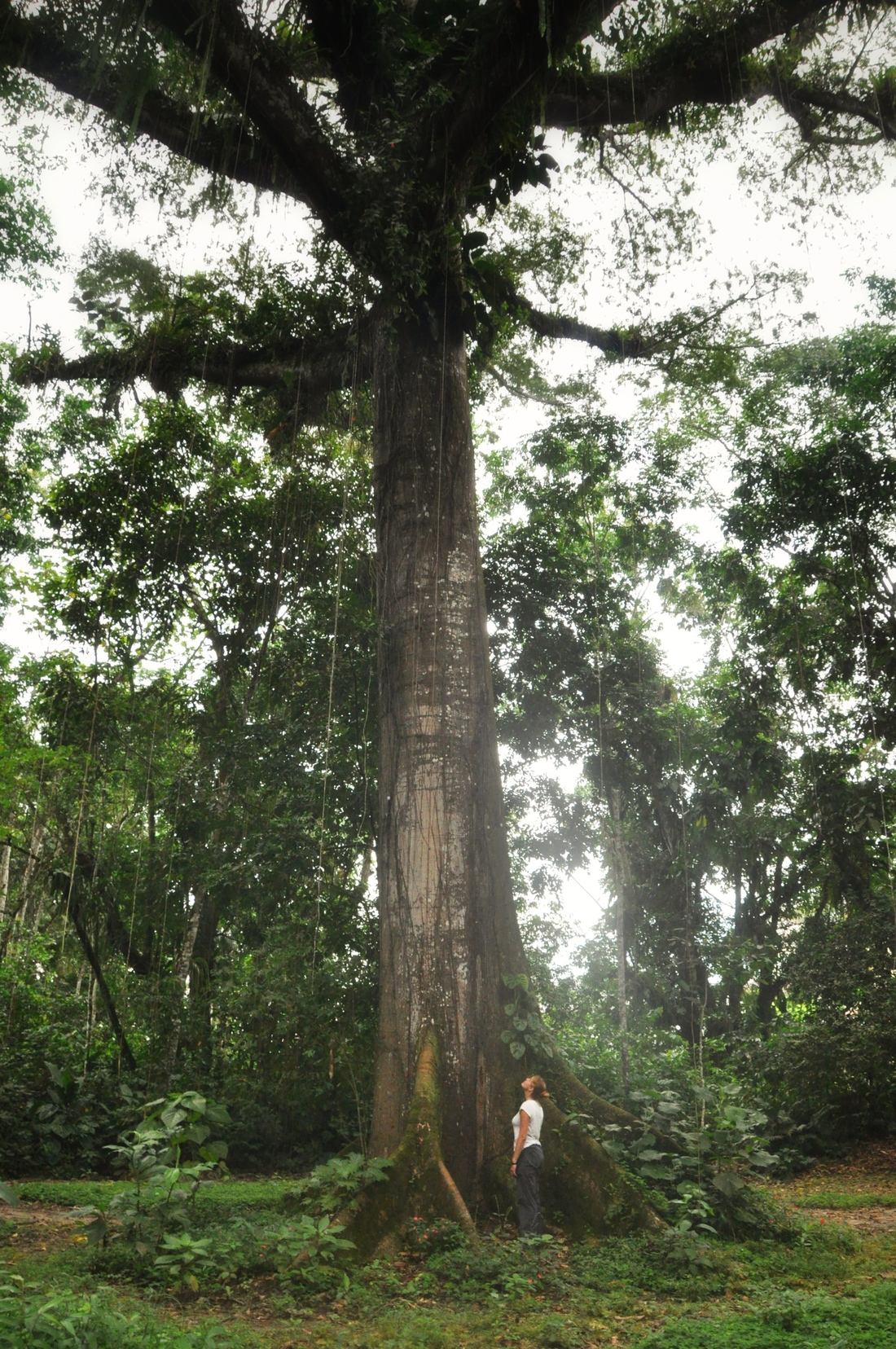 Arbre géant,Tena, Equateur