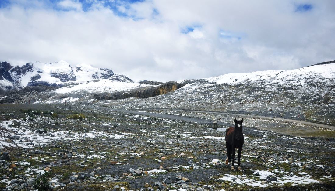 Cheval. Cordillera Blanca