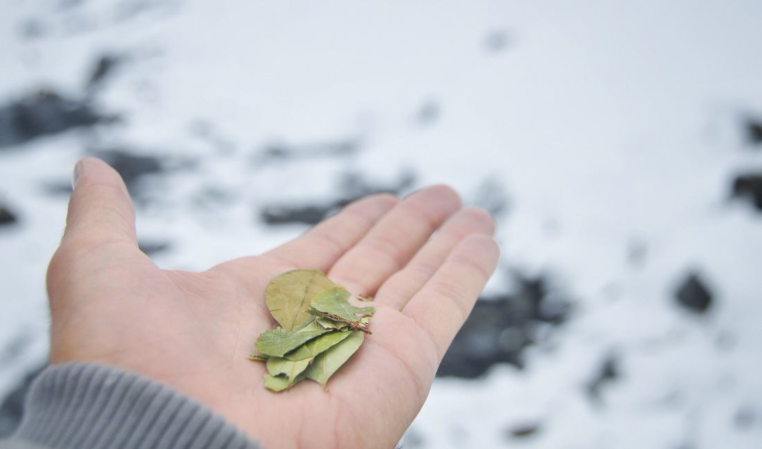 Feuilles de coca au Pérou