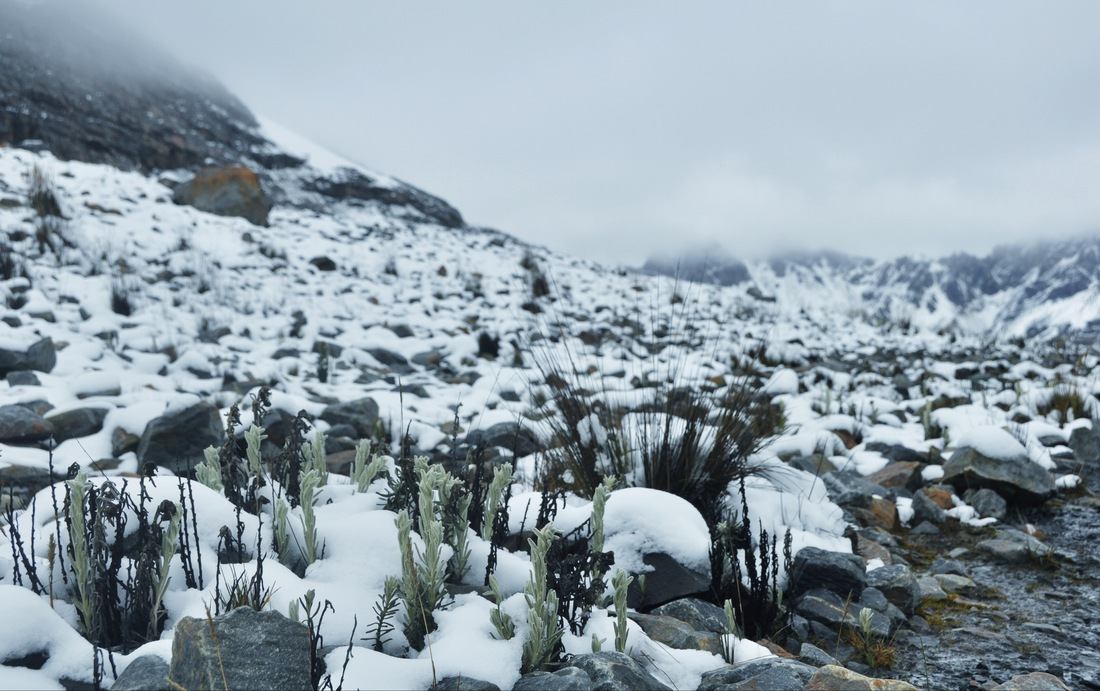 Végétation et neige du Pérou