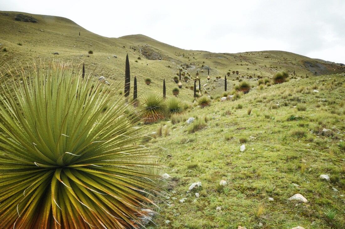 Puya Raimondii de la cordillère blanche