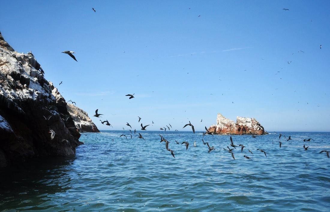 Envol d'oiseaux aux Iles Ballestas