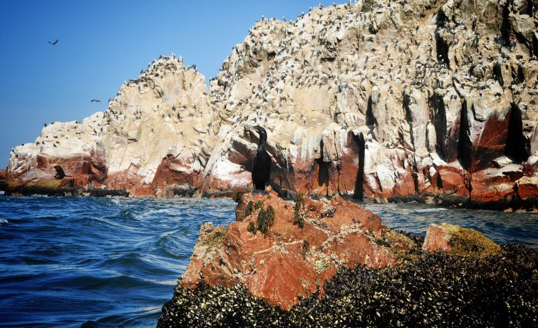 Oiseaux sur les Iles Ballestas