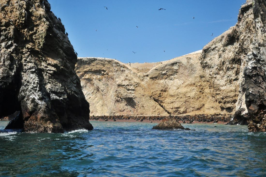 Iles Ballestas à Paracas