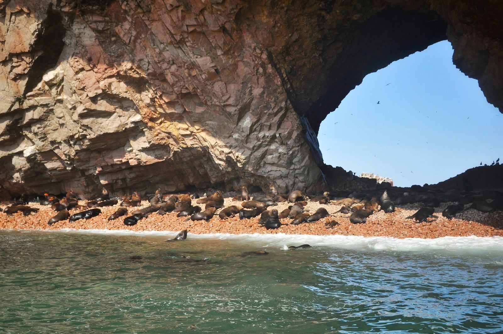 Groupes de lions de mer, Iles Ballestas