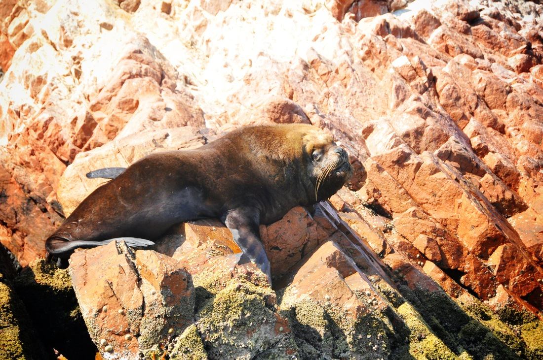 Lion de mer, Iles Ballestas