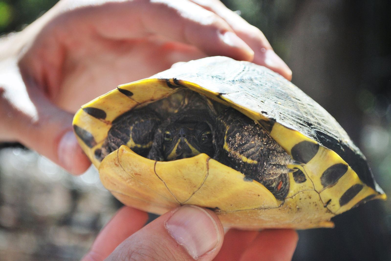 Tortue dans un bois de Charleston