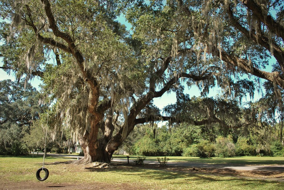 Mousse espagnole à McClellanville, Caroline du Sud