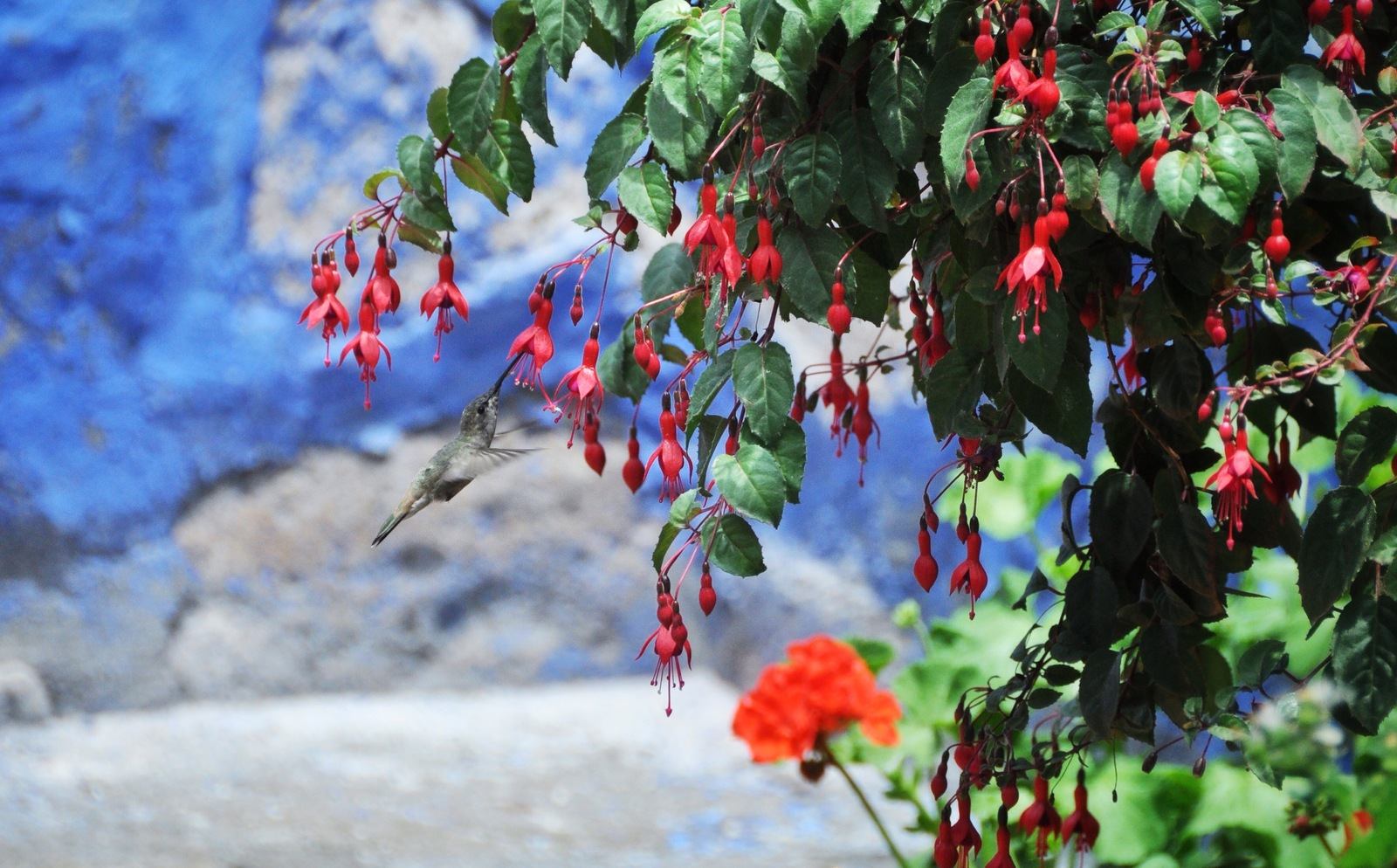 Colibri dans le couvent Santa Catalina