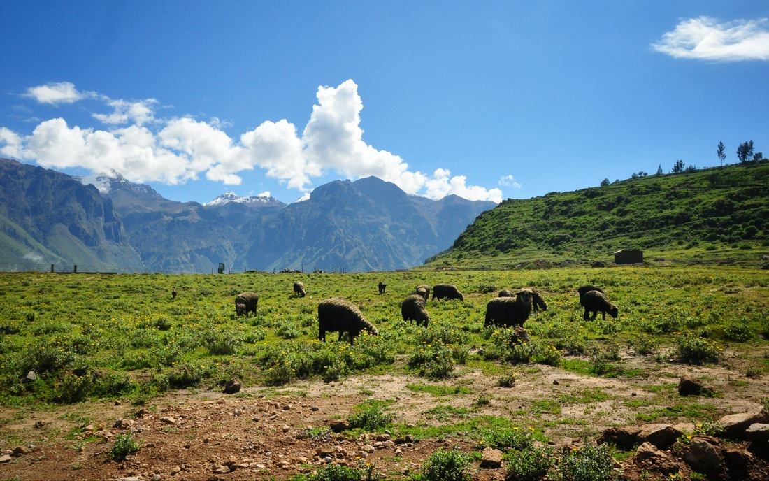 Troupeau de moutons, Cabanaconde