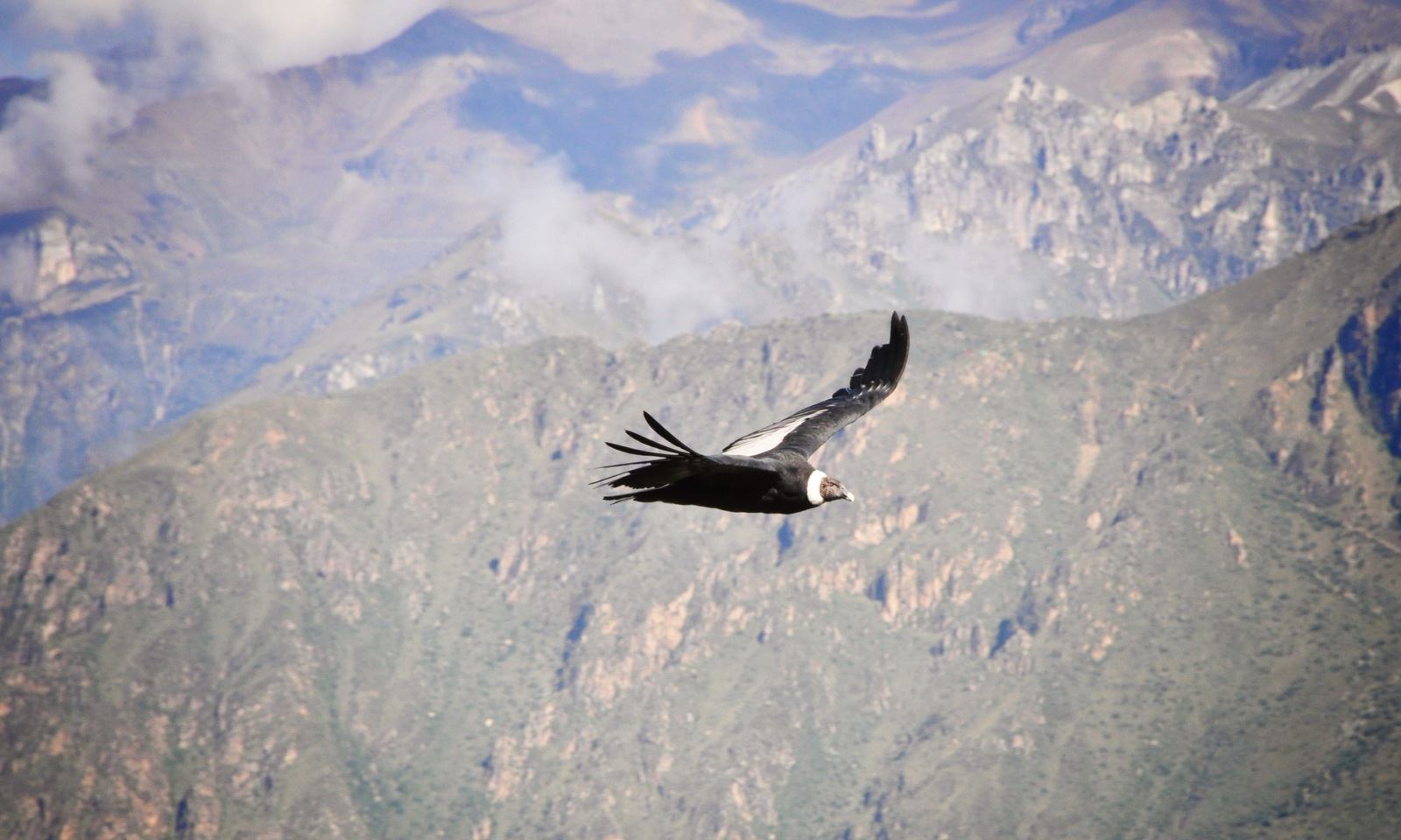 Condor dans le Cruz del Condor Condor dans le Cruz del Condor