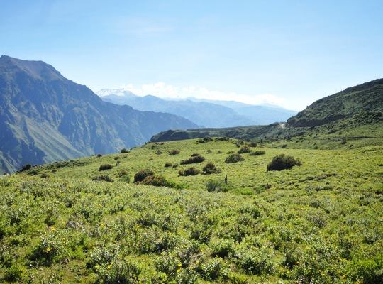 Descente du Canyon de Colca au Pérou