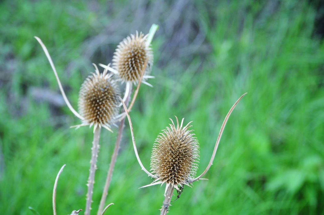 Végétation du Canyon de colca