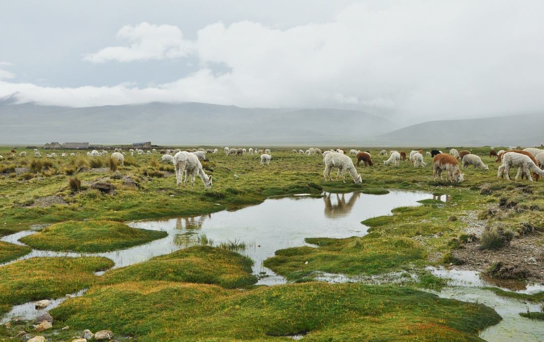 Lamas sur la route du canyon de colca