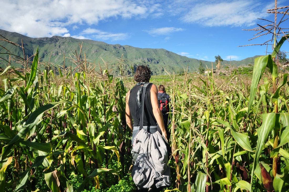 Champs de mais à coté de Cabanaconde