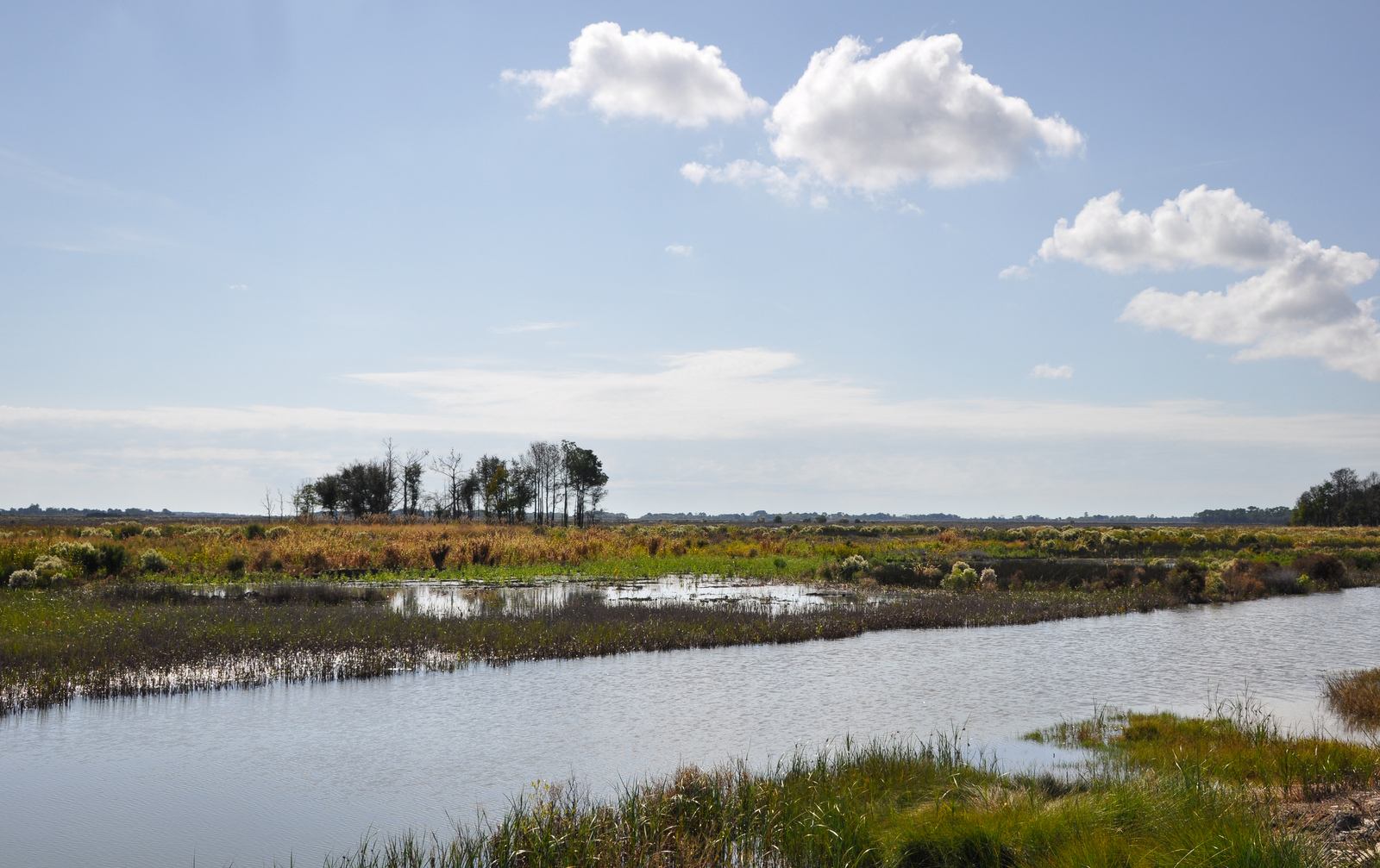 Marécage de Charleston