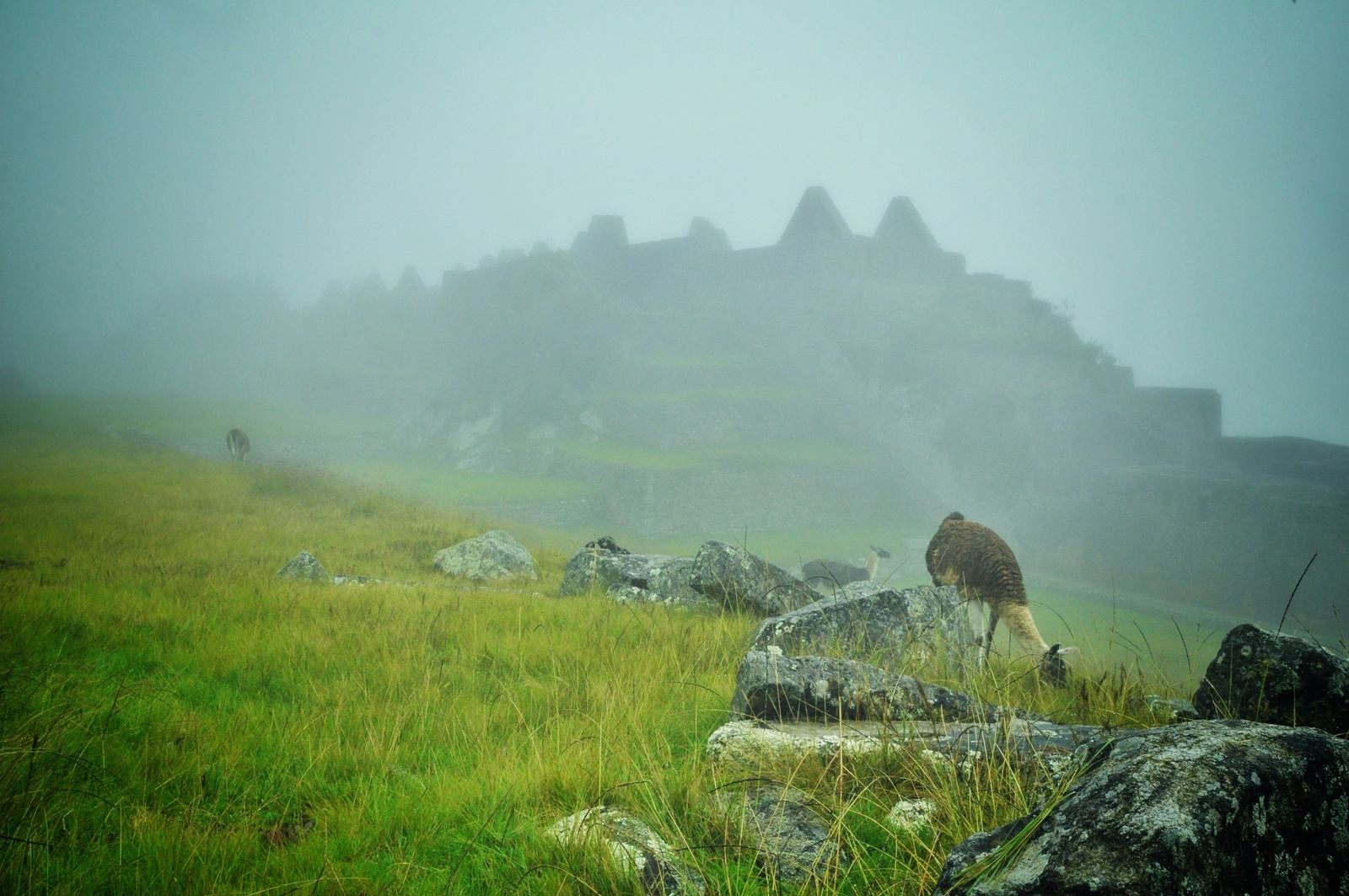Brouillard sur le Machu Picchu