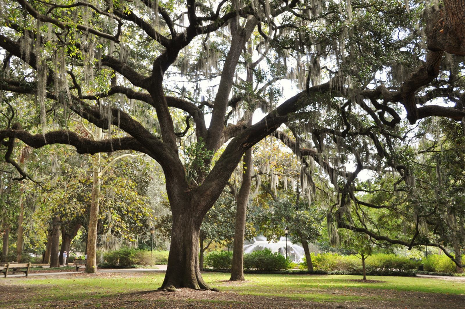 Arbre de Savannah