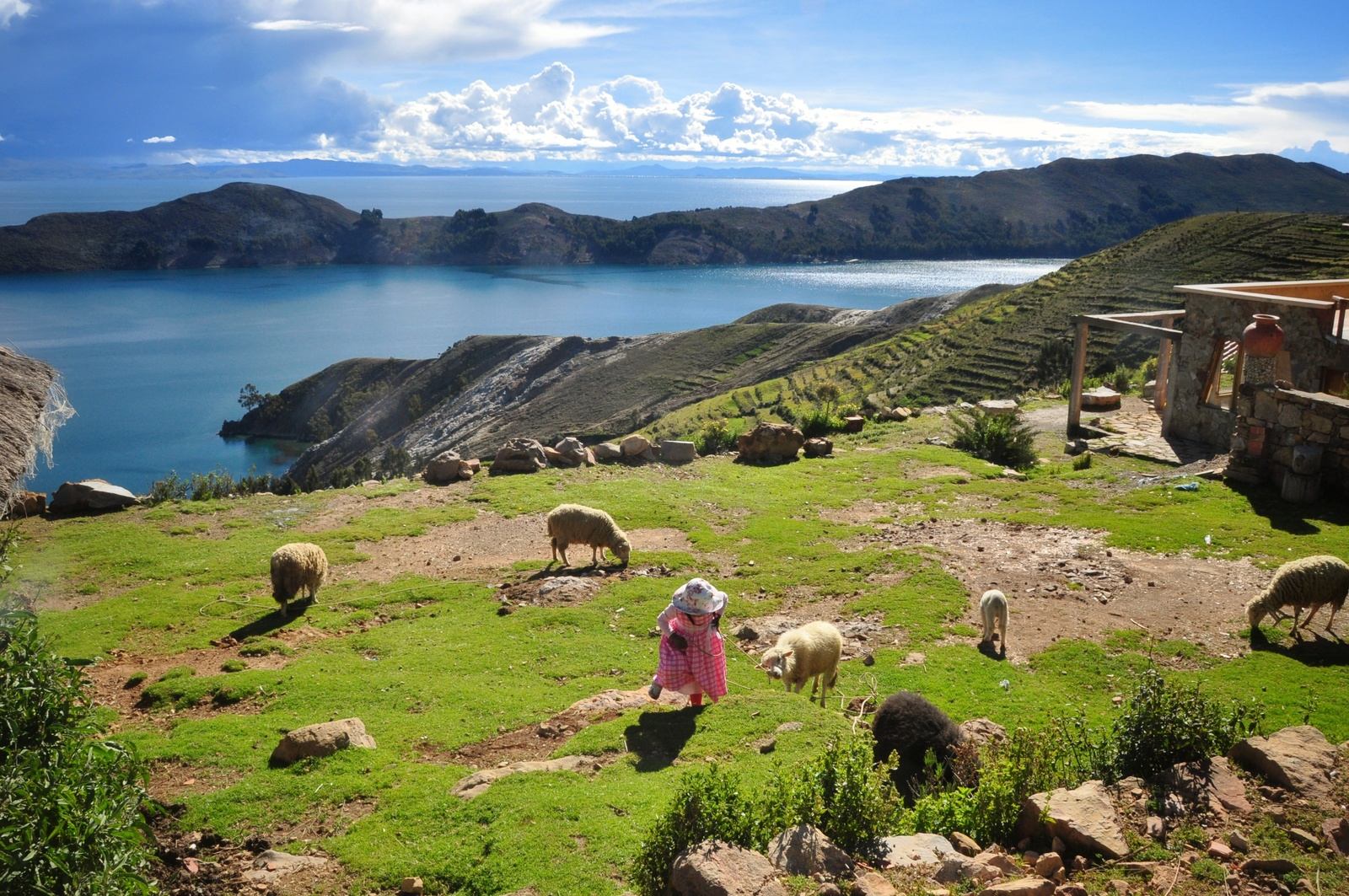 Troupeau de moutons sur isla del sol