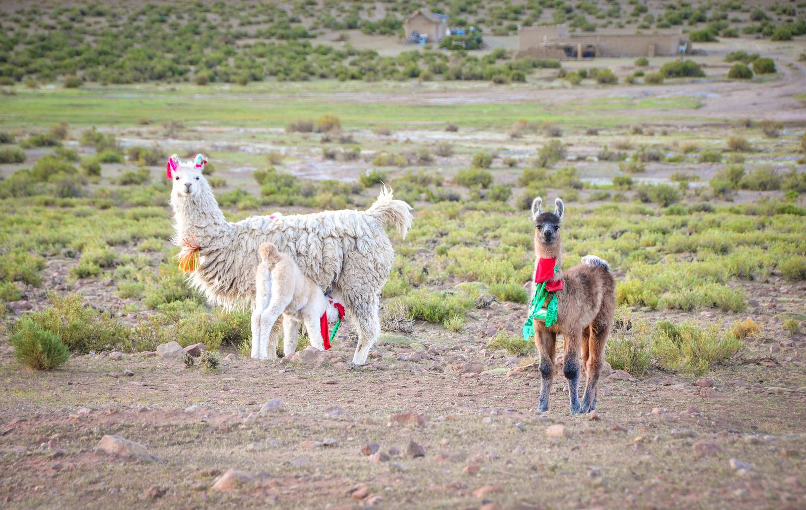 Lamas, sud lipez