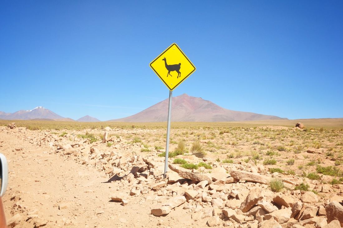 Attention aux lamas! Pérou