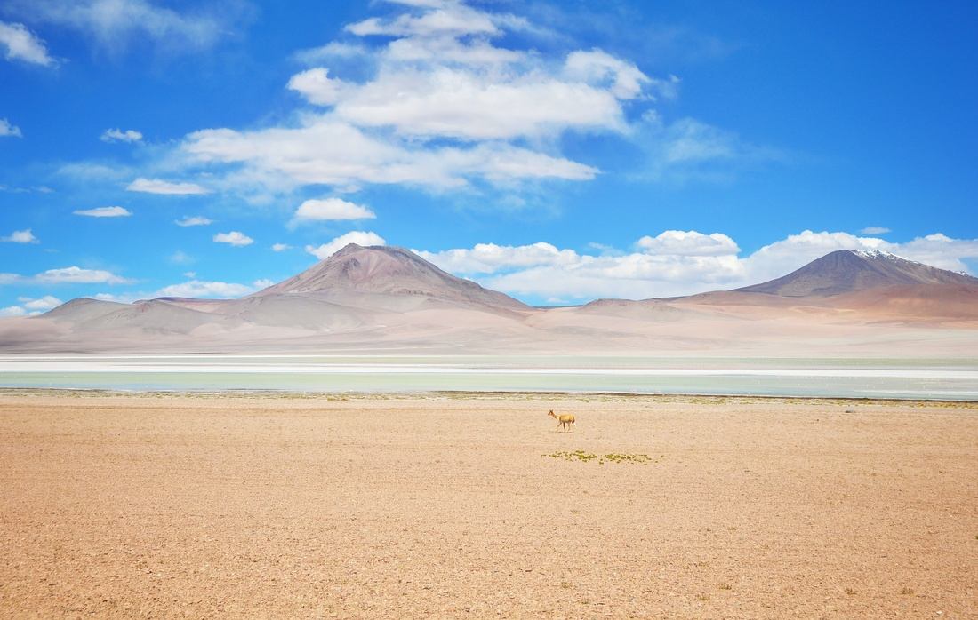 Vicuna dans le salar d'uyuni