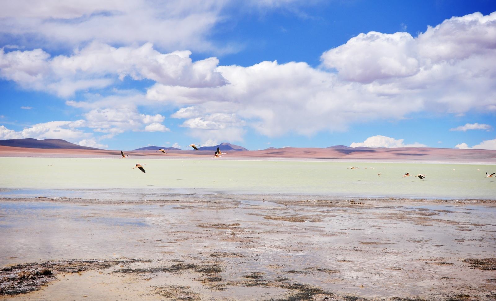Flamants roses sur la laguna verde, Uyuni Flamants roses sur la laguna verde, Uyuni