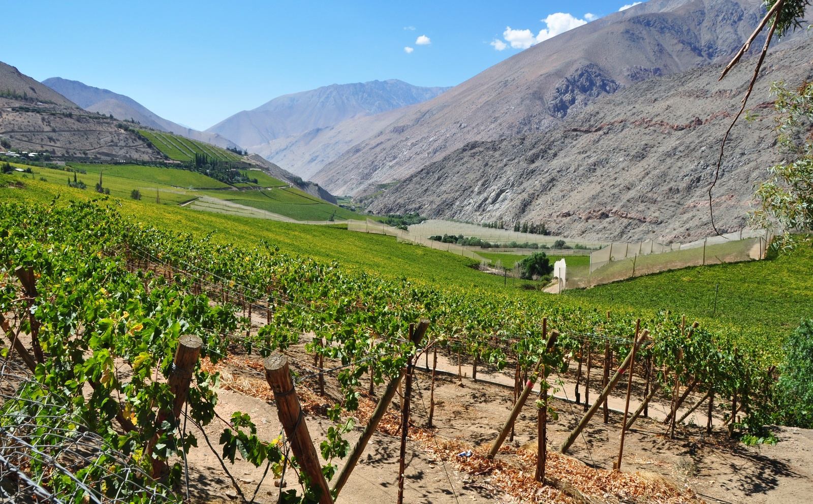 Vignes, vallée Pisco Elqui