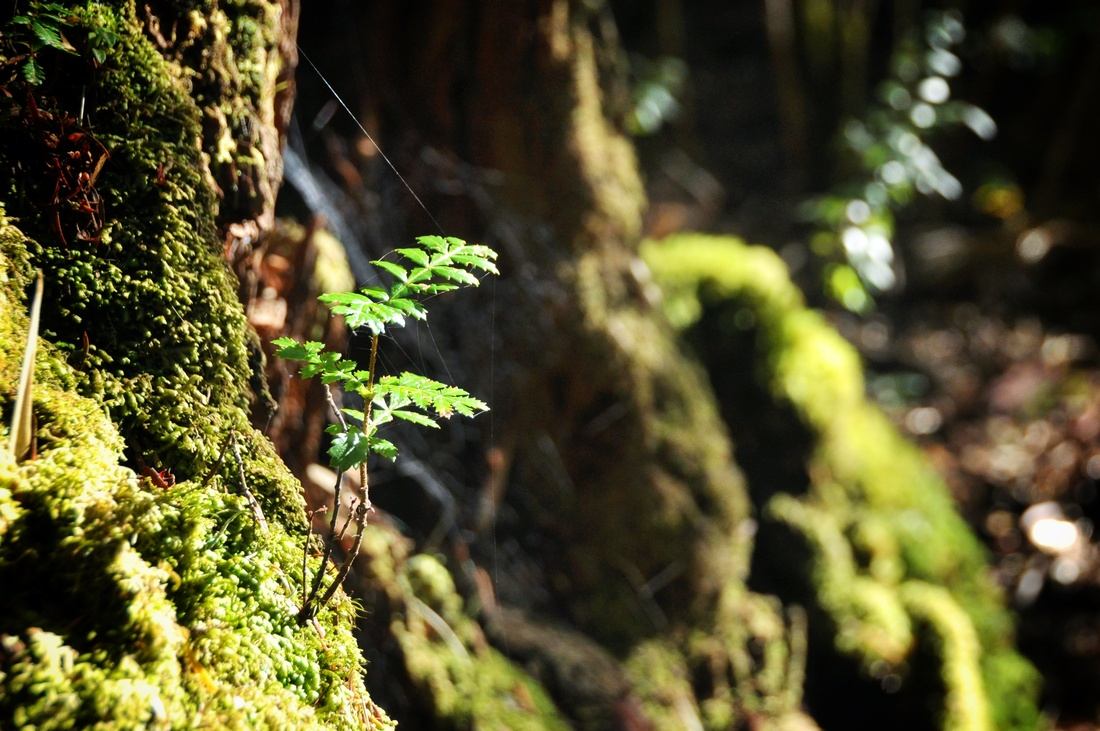 Jeune pousse, Parc de Huerquehue