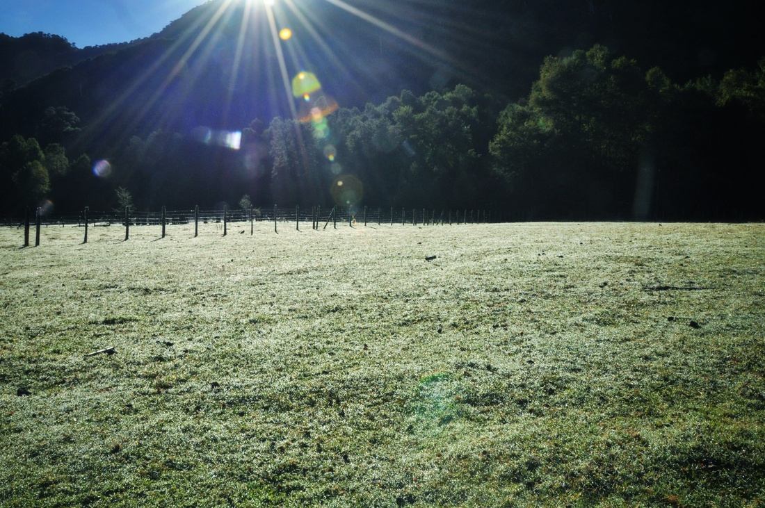 Rosée du matin, Parc de Huerquehue