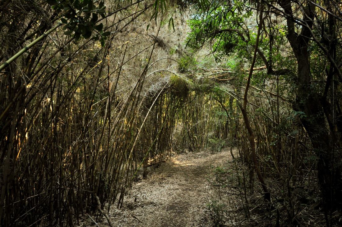 Foret dense dans le Parc de Huerquehue