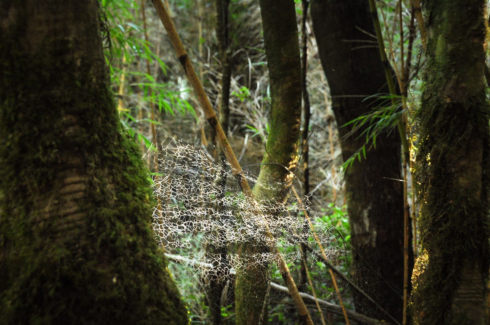 Toile d'araignée, Parc de Huerquehue