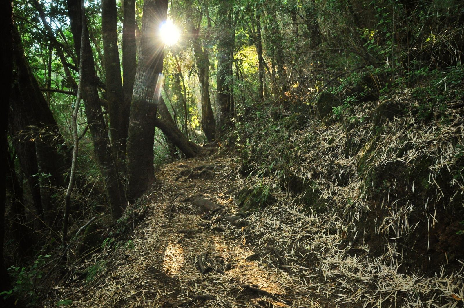 Rayons de soleil, Parc de Huerquehue