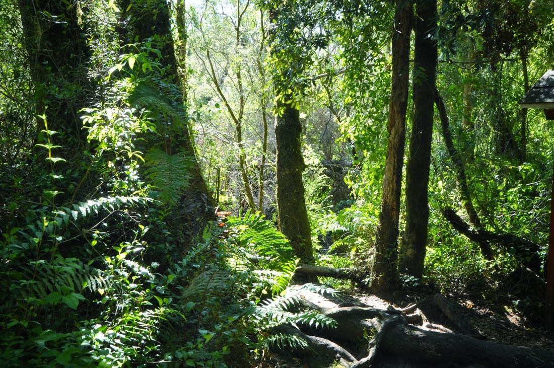 Foret à Petrohue au Chili