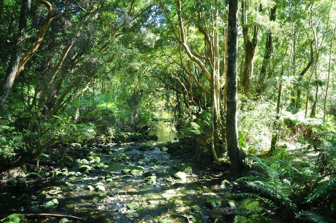Jungle de Petrohue