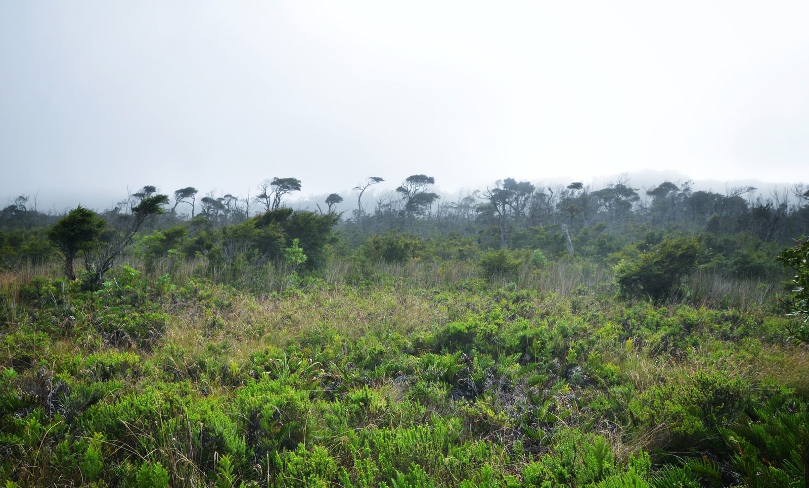 Tepú foret, Parc naturel de Chiloe