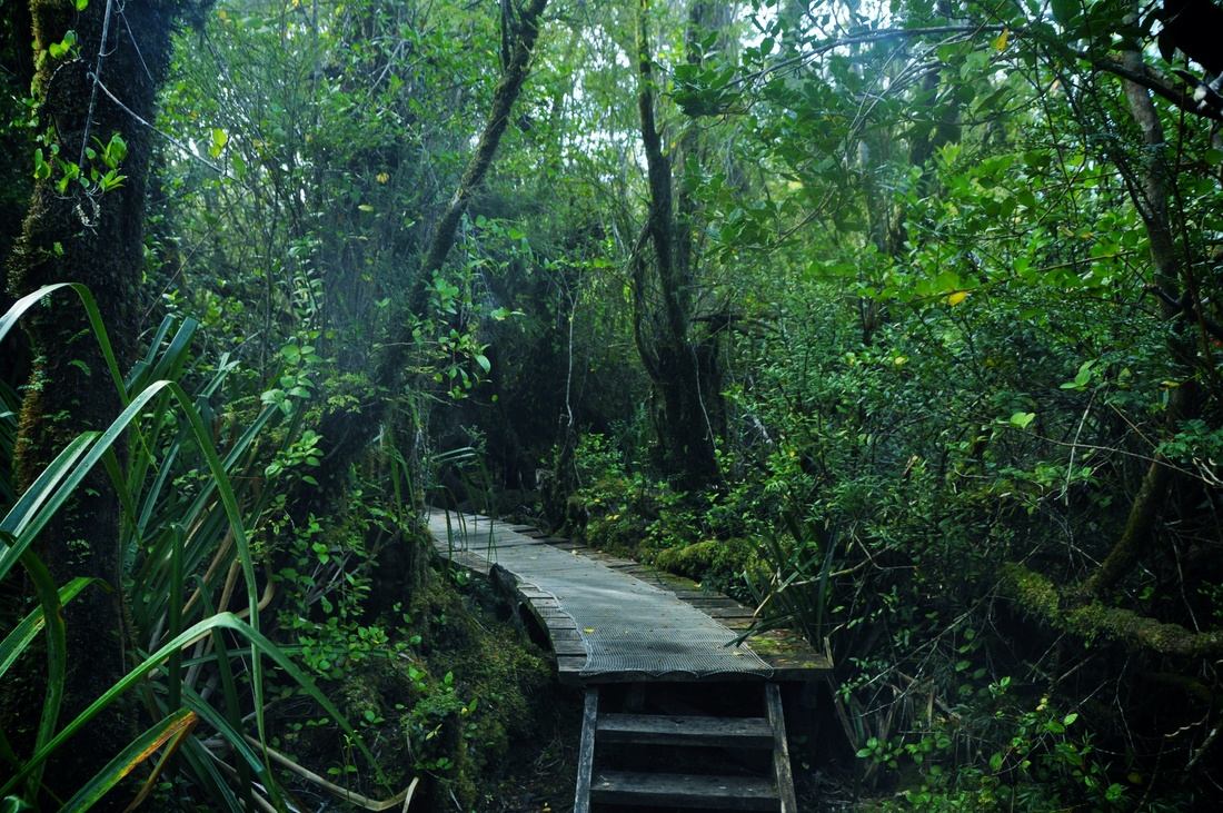 Foret du Parc de Chiloe