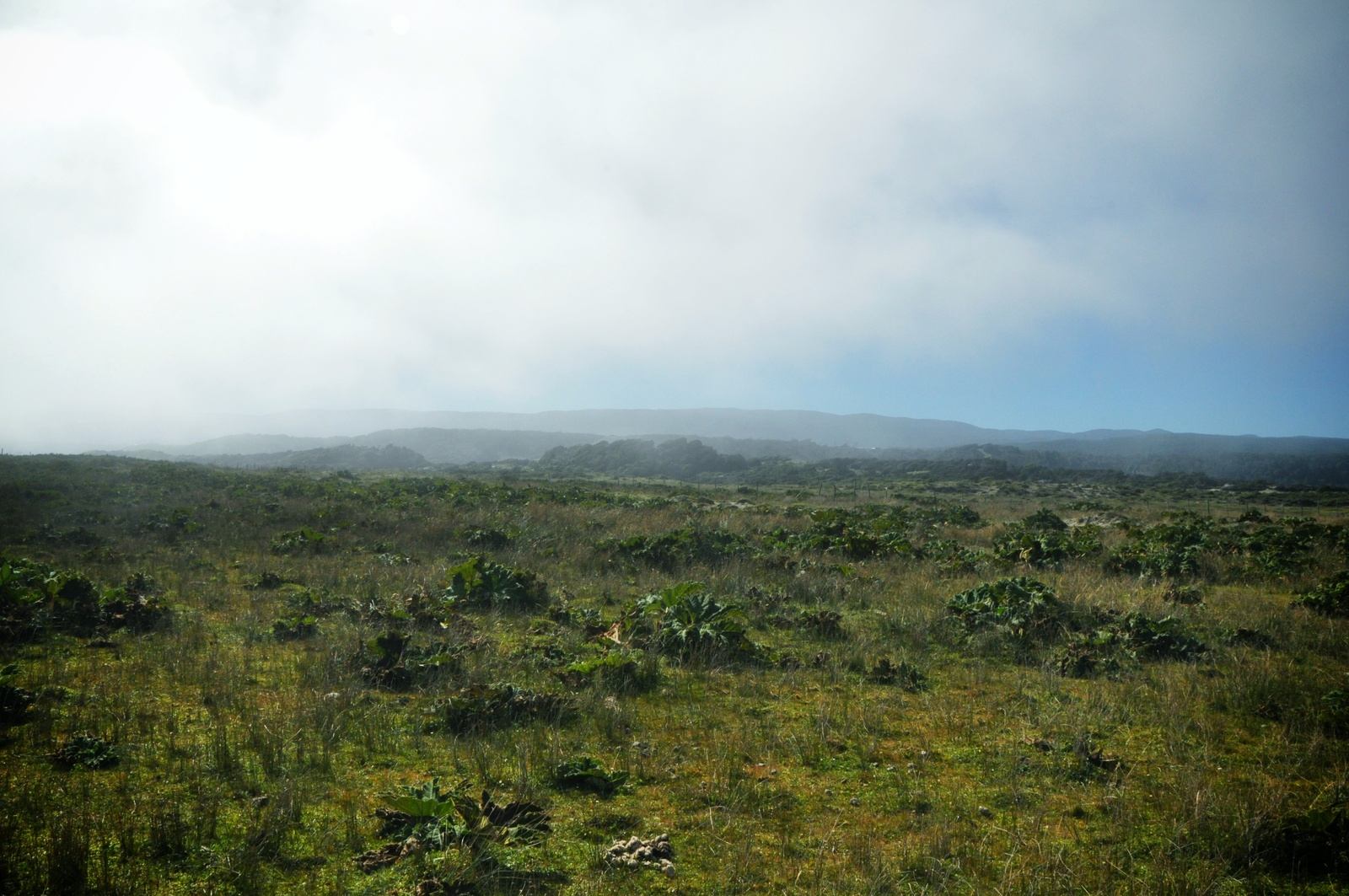 Direction la plage, Parc national de Chiloe Direction la plage, Parc national de Chiloe