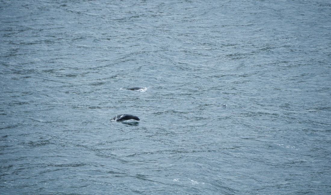 Lion de mer en route pour la Patagonie