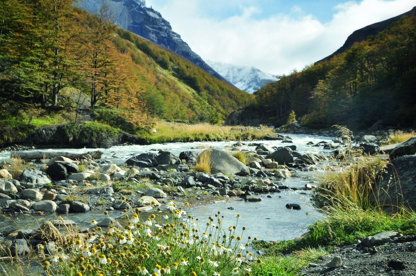 Rivière du parc Torres del Paine