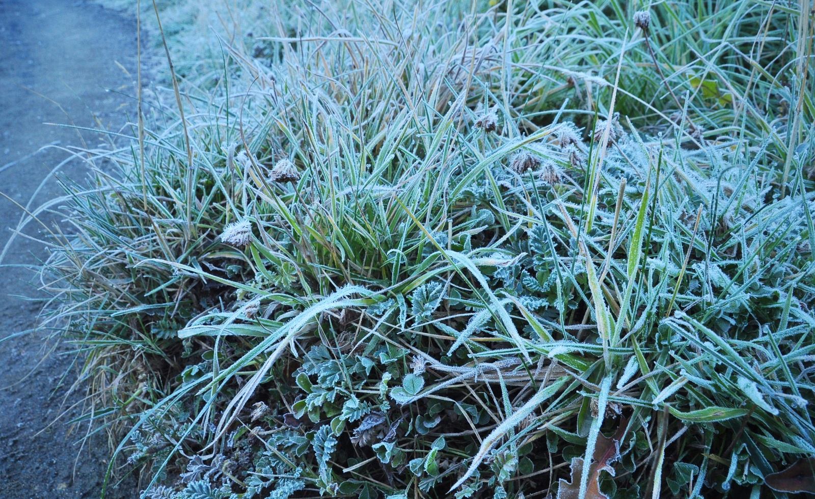 Givre du matin, Torres del Paine Givre du matin, Torres del Paine