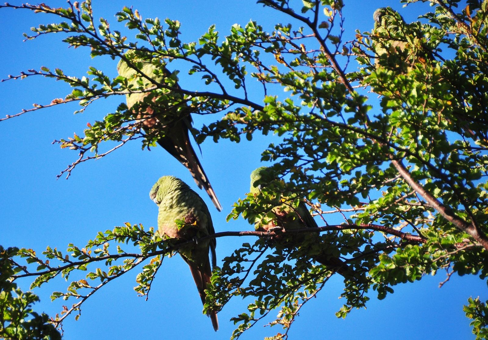 Perruches dans le parc Torres del Paine