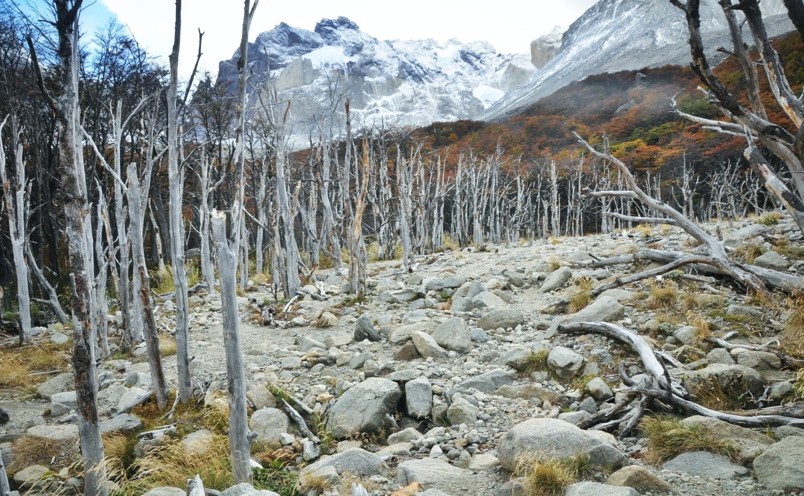 Arbres morts, Torres del Paine Arbres morts, Torres del Paine