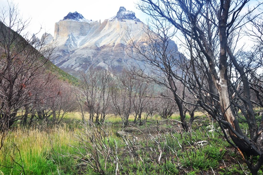 Arbres brulés, Torres del Paine