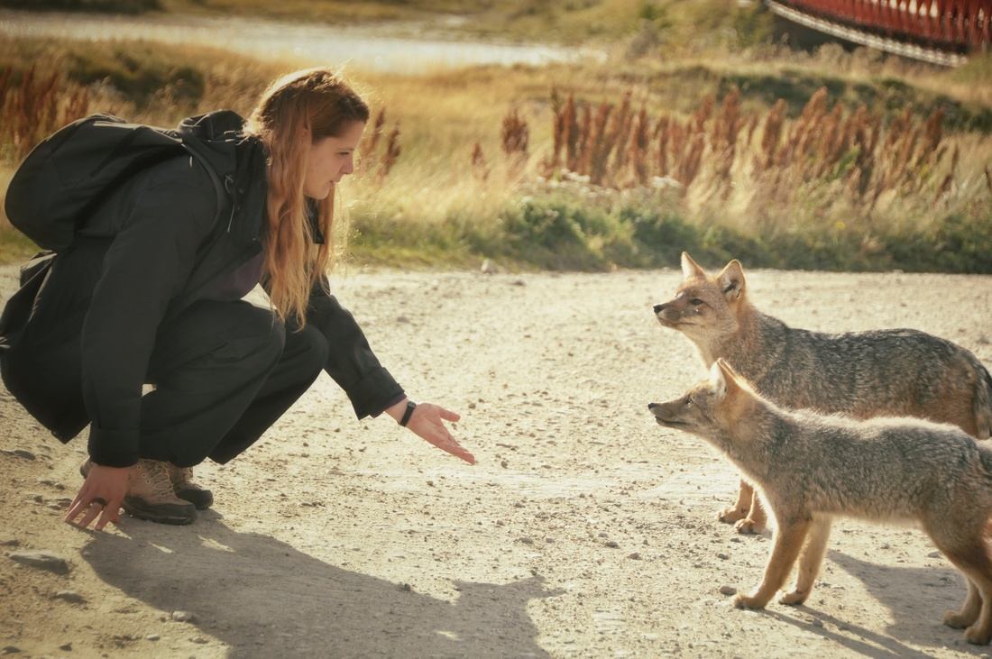 Renards de Patagonie